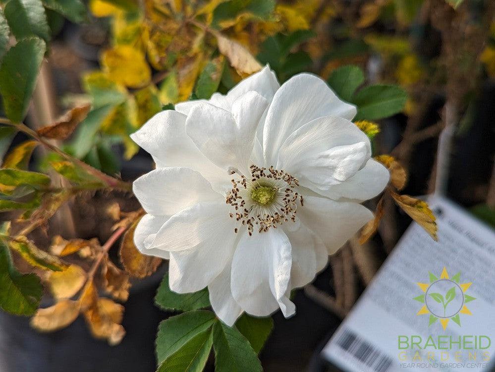 Marie Bugnet Rose