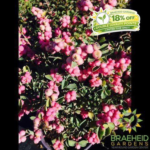 Buy Marleen® Pink Snowberry an Shrub in Grande Prairie Alberta - Braeheid Gardens Ltd.