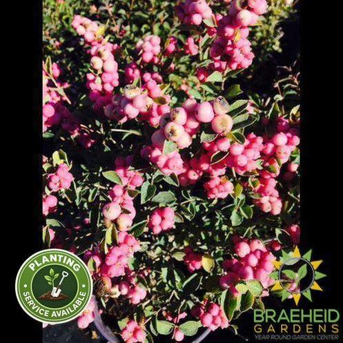 Buy Marleen® Pink Snowberry an Shrub in Grande Prairie Alberta - Braeheid Gardens Ltd.