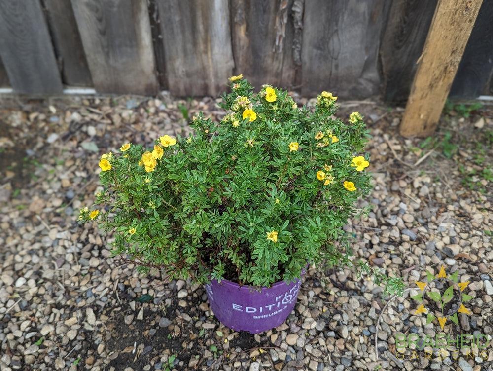 Marmalade™ Potentilla