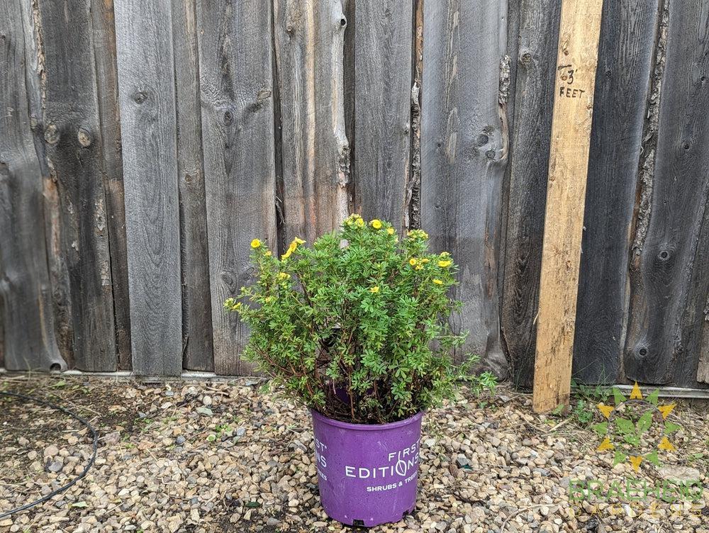 Marmalade™ Potentilla