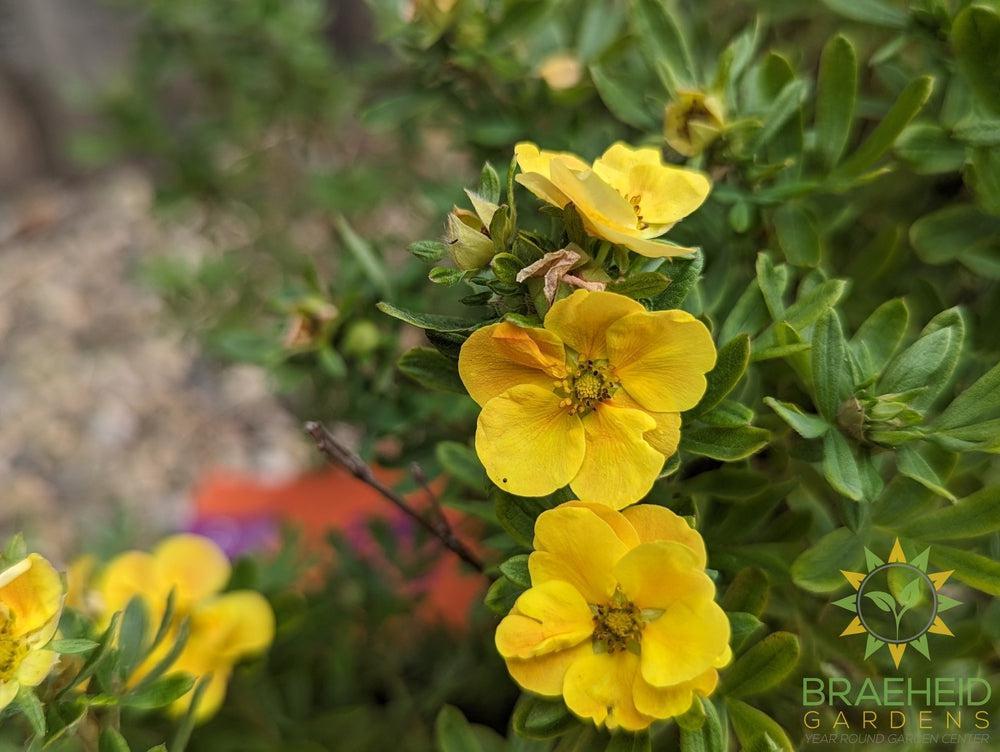 Marmalade™ Potentilla