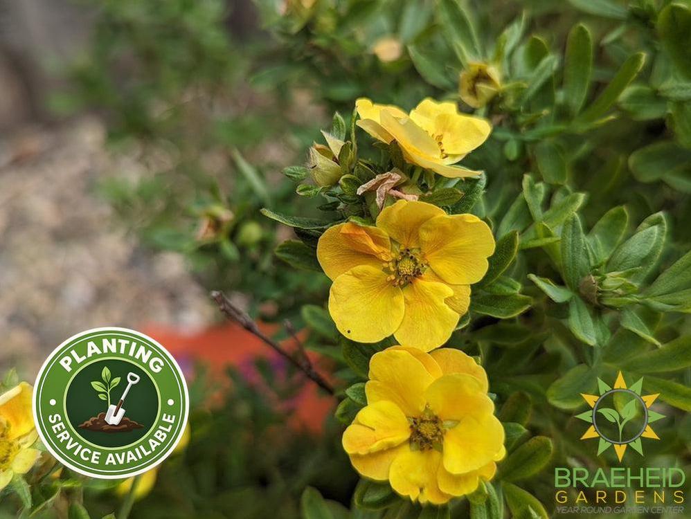 Marmalade™ Potentilla