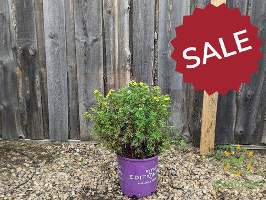 Marmalade™ Potentilla