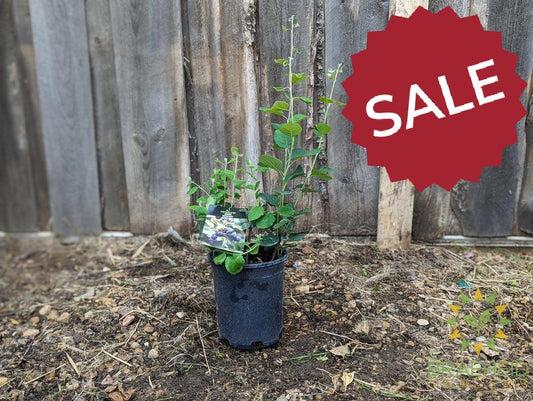 Buy Martin Saskatoon an Edible Shrub in Grande Prairie Alberta - Braeheid Gardens Ltd.