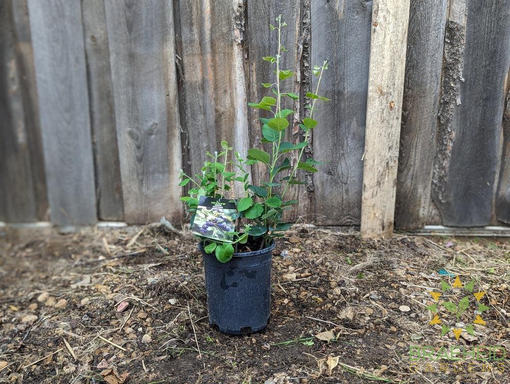 Buy Martin Saskatoon an Edible Shrub in Grande Prairie Alberta - Braeheid Gardens Ltd.