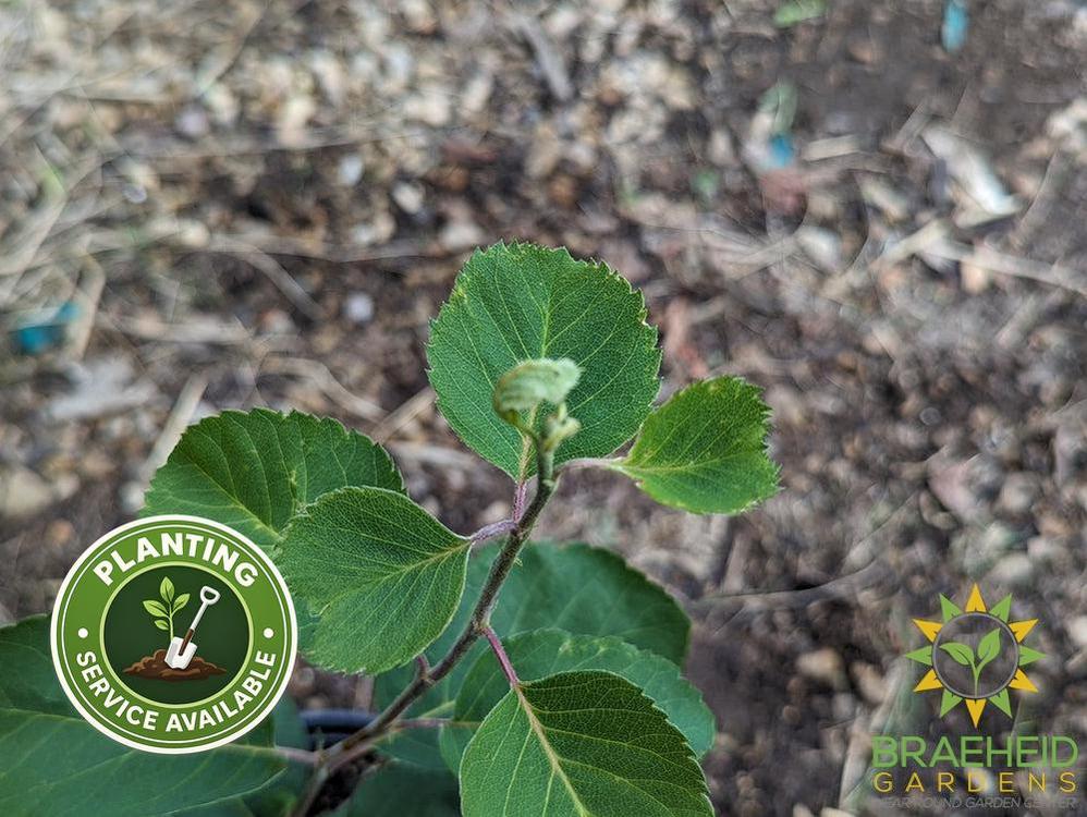 Buy Martin Saskatoon an Edible Shrub in Grande Prairie Alberta - Braeheid Gardens Ltd.