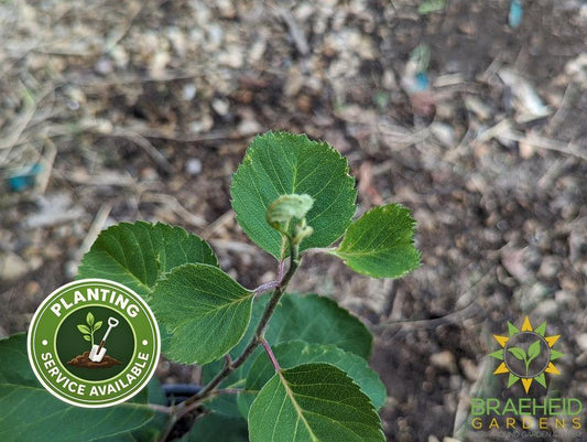 Buy Martin Saskatoon an Edible Shrub in Grande Prairie Alberta - Braeheid Gardens Ltd.
