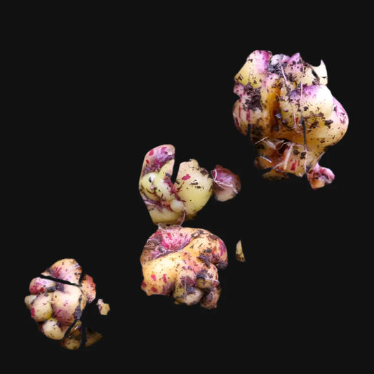 Mashua (Tuberous Nasturtium)