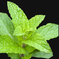 Medicinal Peppermint Rootstock