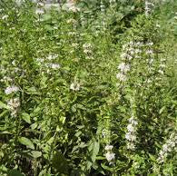Medicinal Peppermint Rootstock