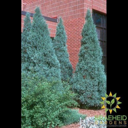 Medora Juniper