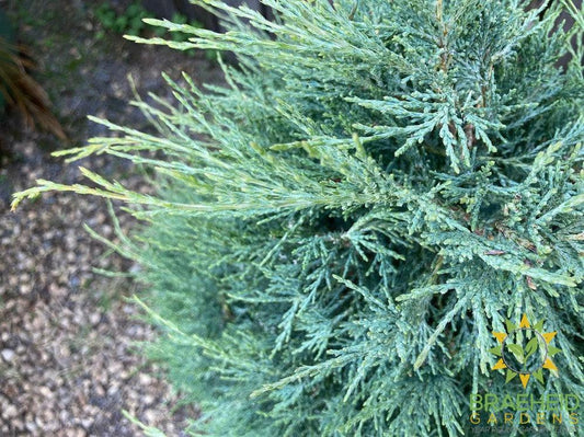 Medora Juniper