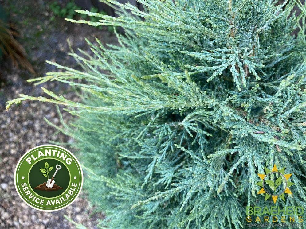 Medora Juniper