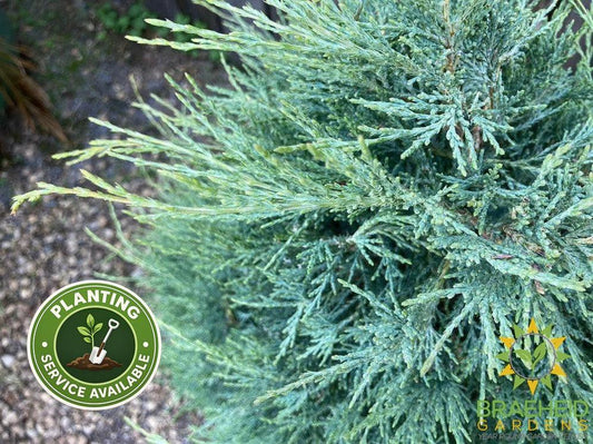 Medora Juniper