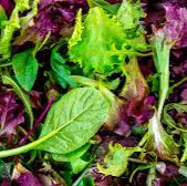 Mesclun Mix