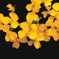 Mexican Mint Marigold