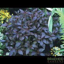 Midnight Wine® Weigela