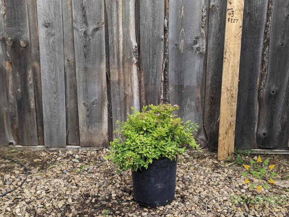 Mini Sunglo Spirea