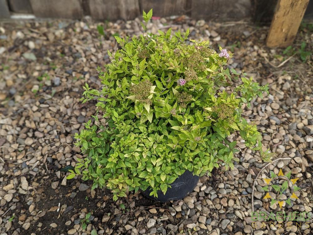 Mini Sunglo Spirea