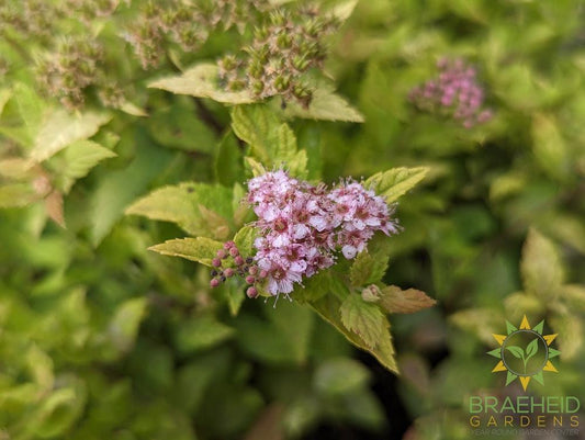 Mini Sunglo Spirea