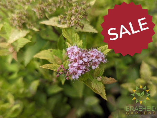 Mini Sunglo Spirea