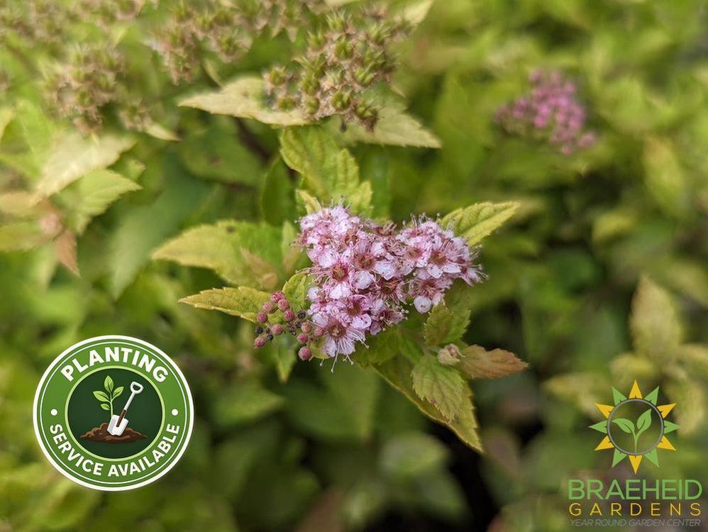 Mini Sunglo Spirea