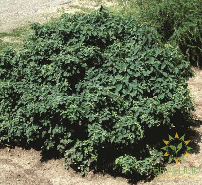 Miniglobe Honeysuckle