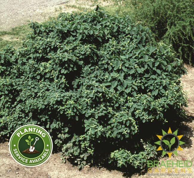 Miniglobe Honeysuckle