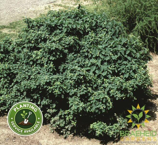 Miniglobe Honeysuckle