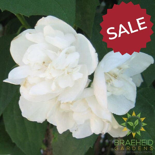 Minnesota Snow. Mock Orange