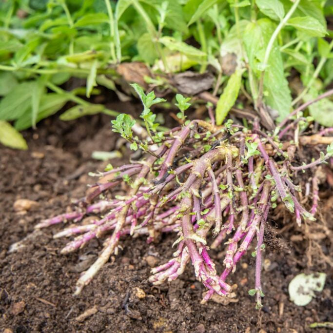 English Spearmint Rootstock