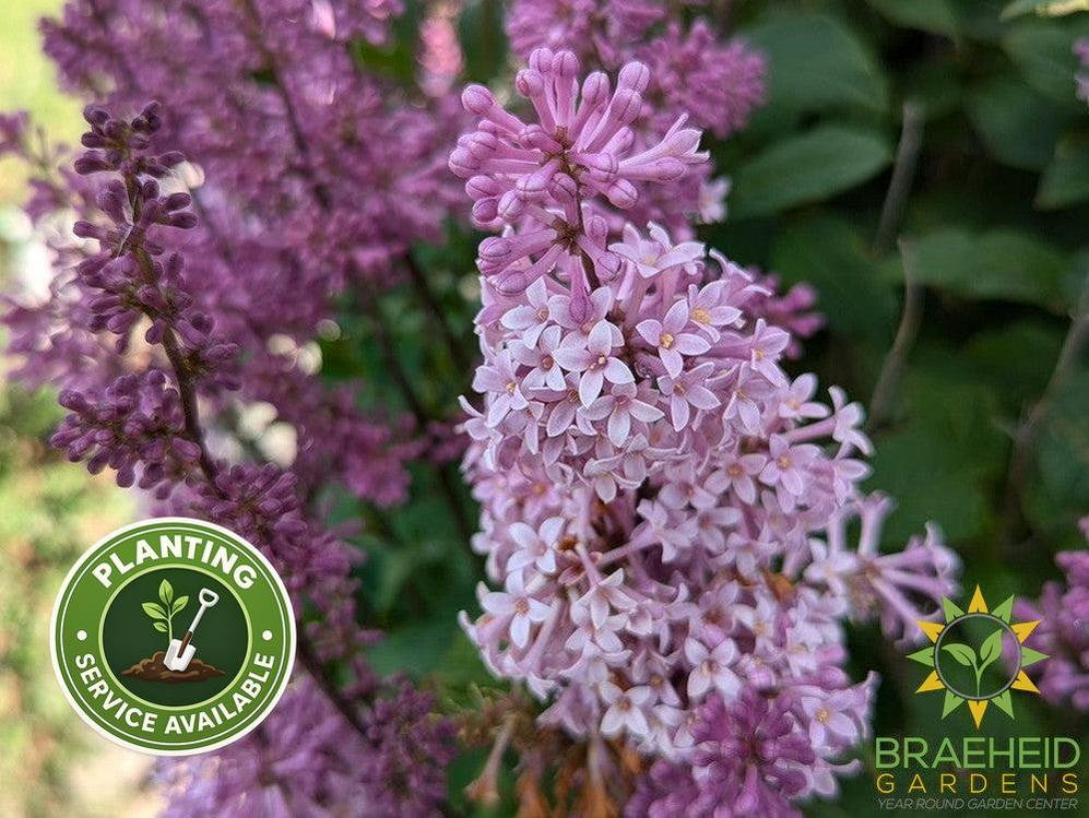 Minuet Lilac