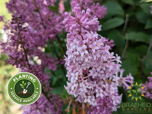 Minuet Lilac