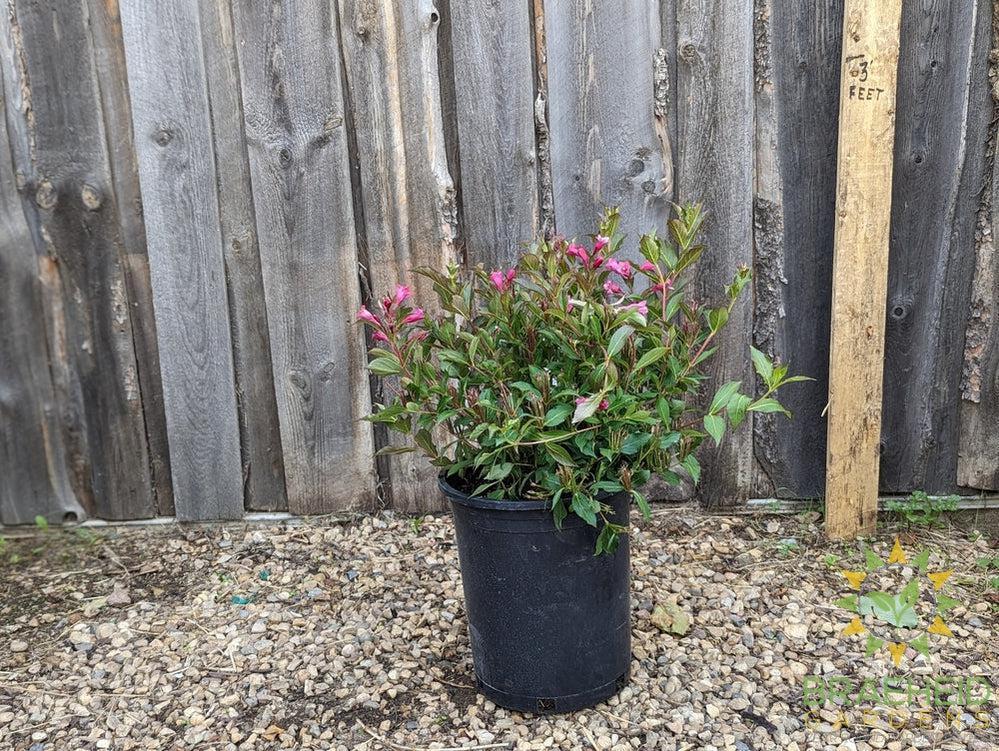 Minuet Weigela