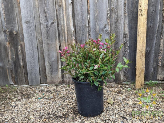 Minuet Weigela