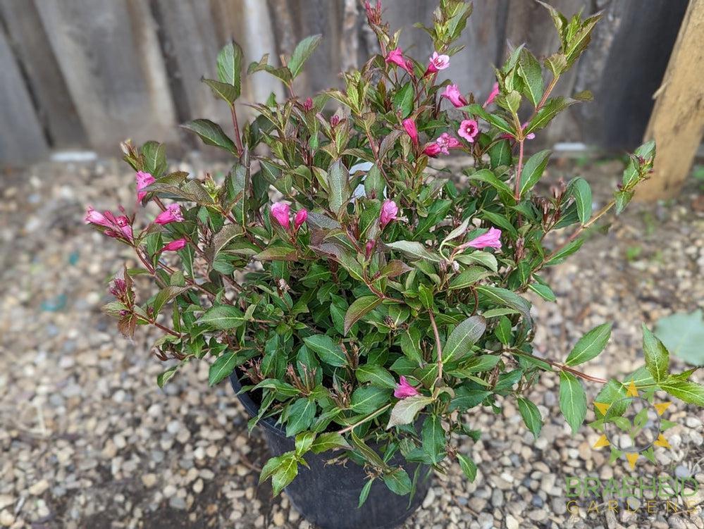 Minuet Weigela