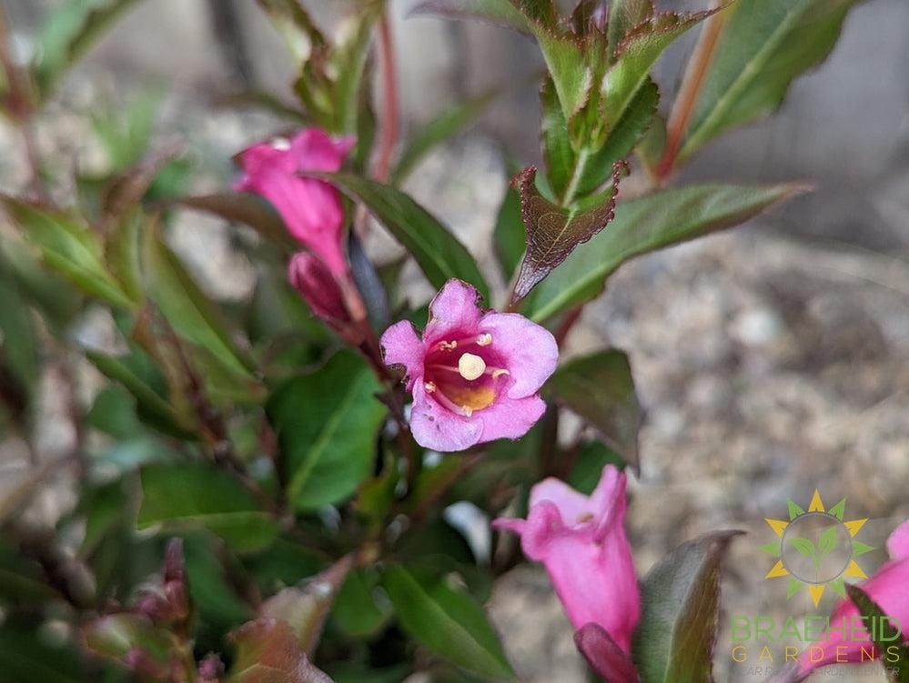 Minuet Weigela