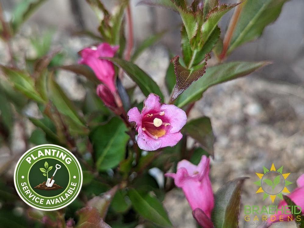 Minuet Weigela
