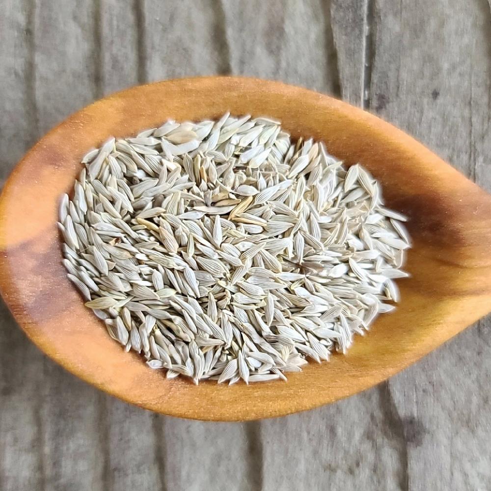 Butterhead Lettuce (Mirla Lettuce)