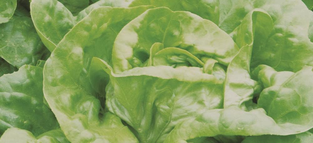 Butterhead Lettuce (Mirla Lettuce)
