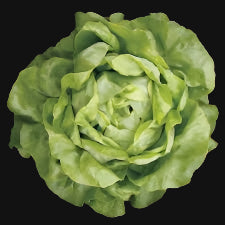 Butterhead Lettuce (Mirla Lettuce)