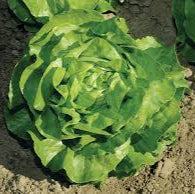 Butterhead Lettuce (Mirla Lettuce)