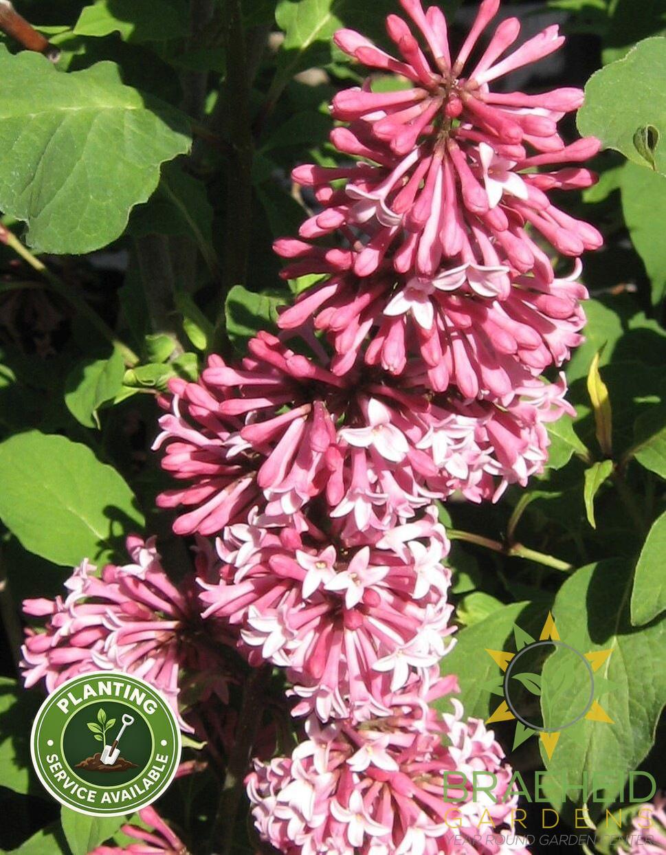 Miss Canada Lilac