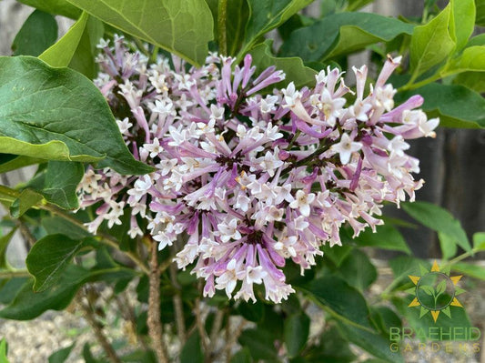 Miss Kim Lilac