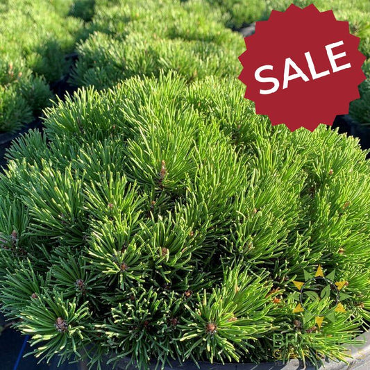 Mitsch Mini Mugo Pine