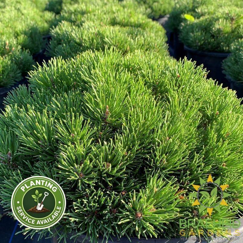 Mitsch Mini Mugo Pine