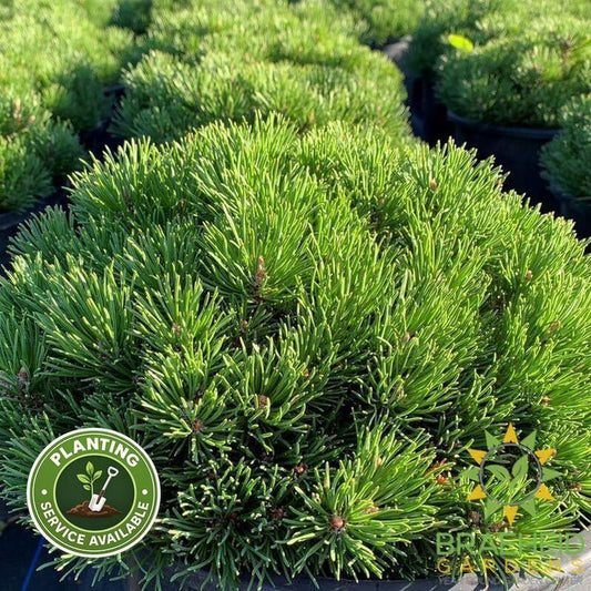 Mitsch Mini Mugo Pine