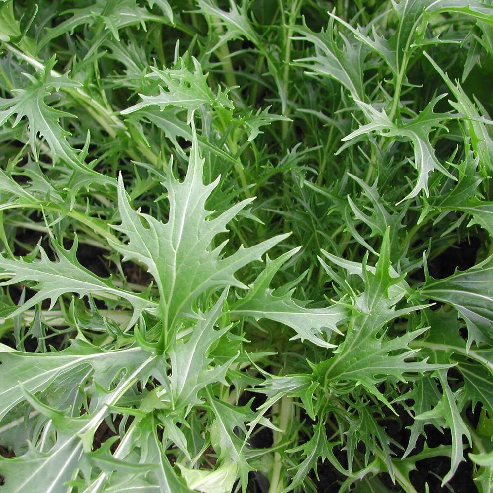 Mizuna Greens