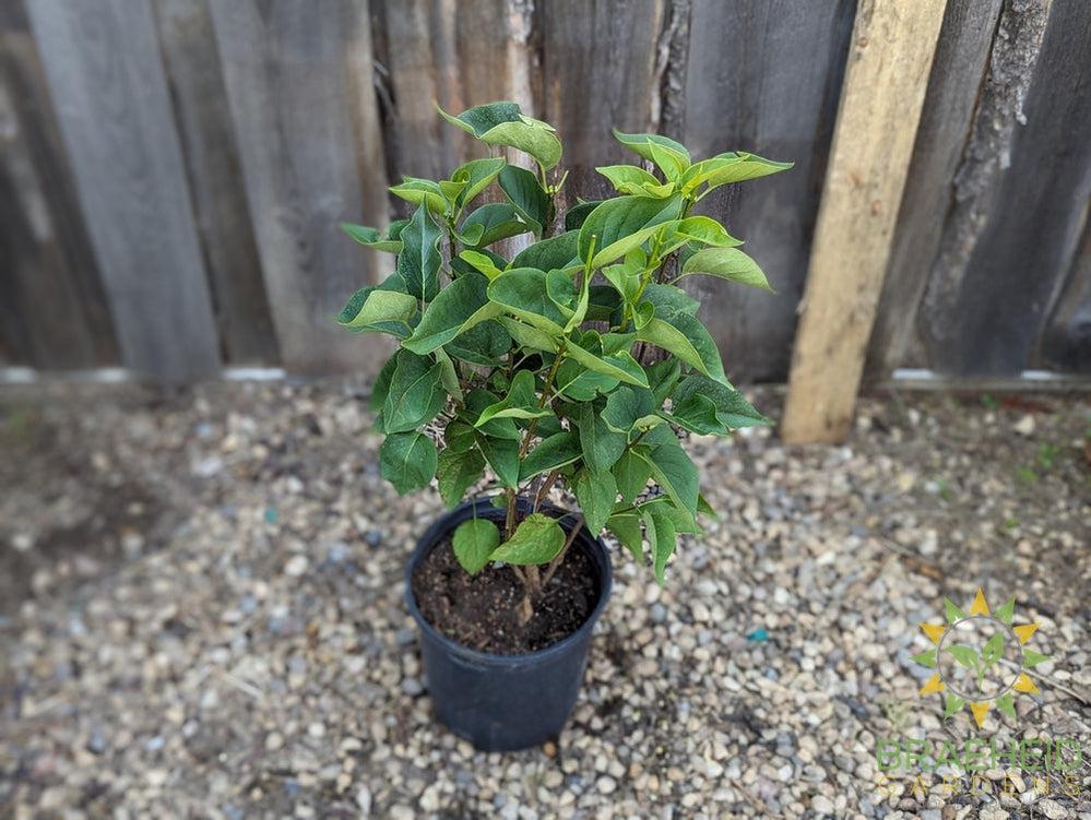 Mme. Lemoine French Lilac